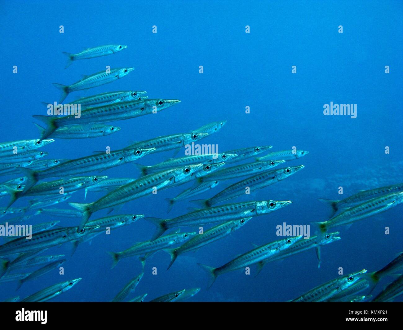 A battery of barracudas in the Red Sea, Egypt V9EG1308 Stock Photo Alamy