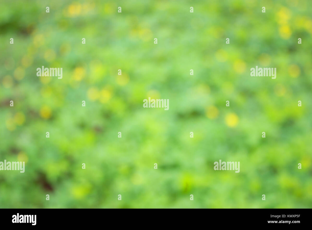 early spring. unfocused blurred yellow flowers background. Stock Photo