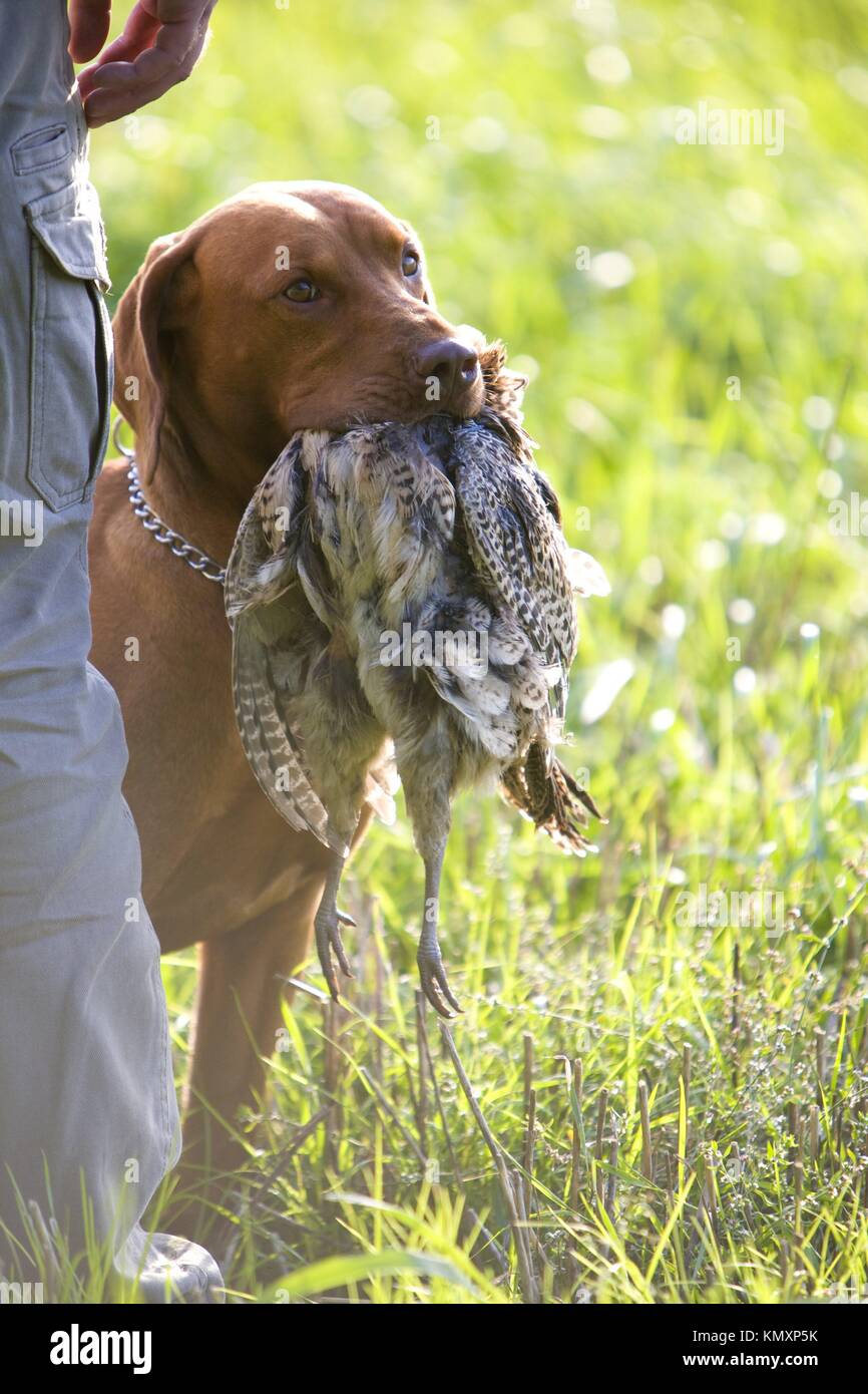hunting dog with a catch Stock Photo