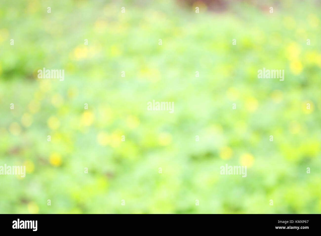 early spring. unfocused blurred yellow flowers background. Stock Photo