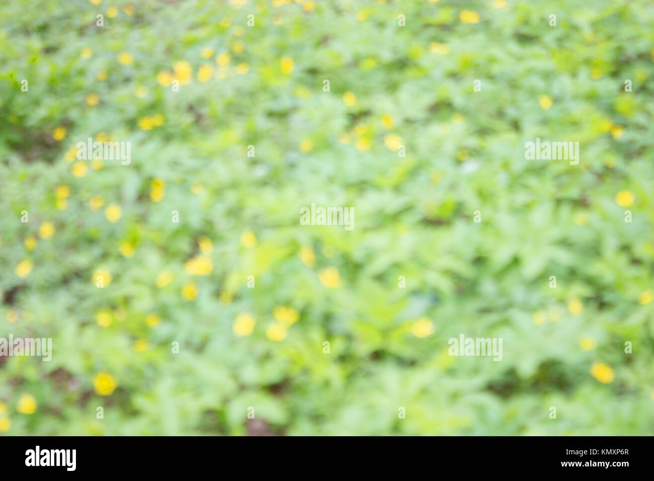 early spring. unfocused blurred yellow flowers background. Stock Photo