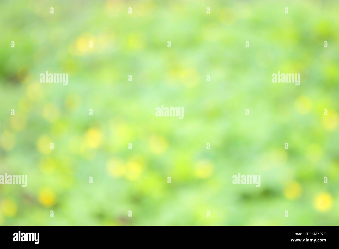 early spring. unfocused blurred yellow flowers background. Stock Photo