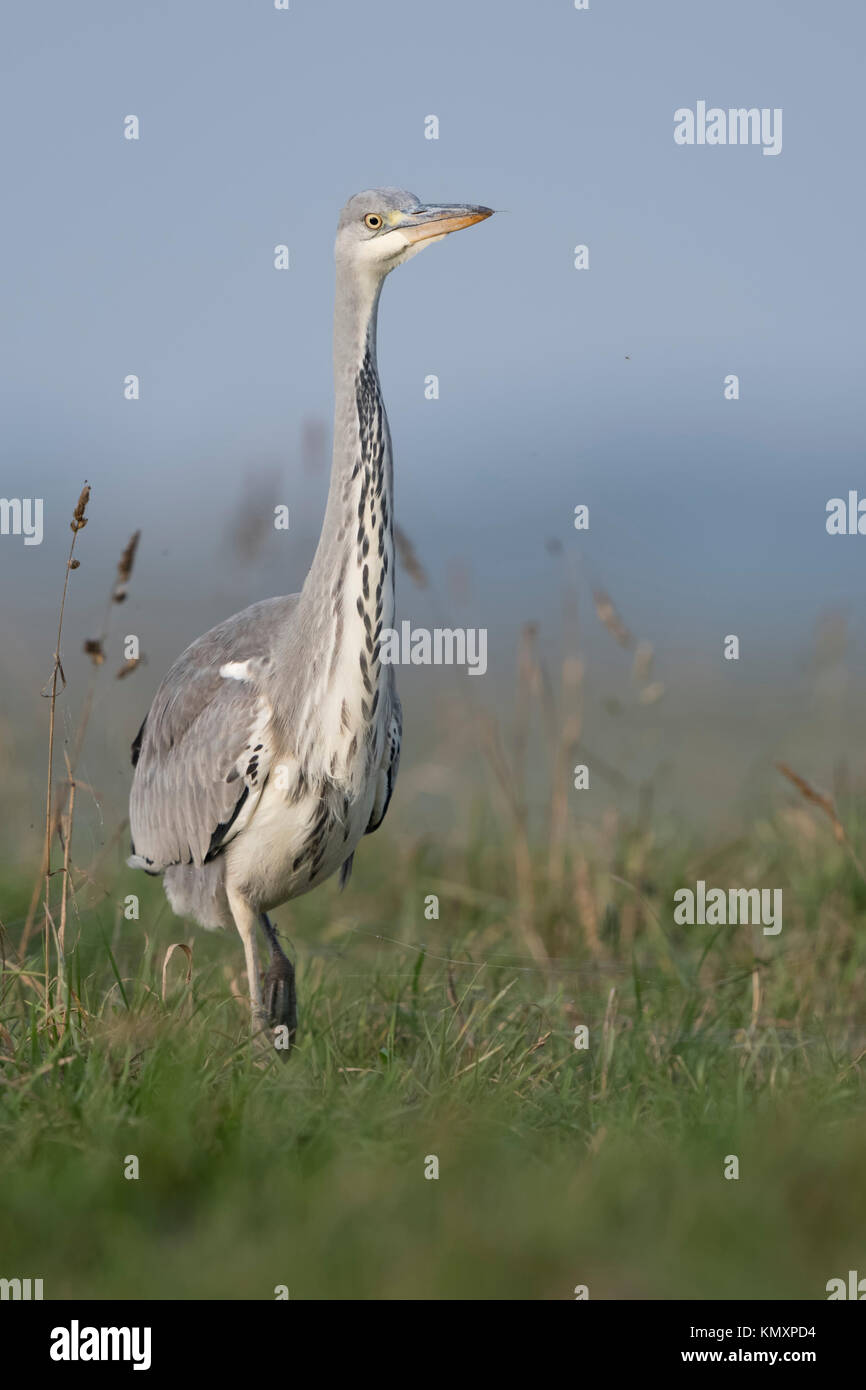 Grey Heron / Graureiher ( Ardea cinerea ), slowly walking through high grass of a pasture, watching around attentively, frontal view, wildlife, Europe Stock Photo