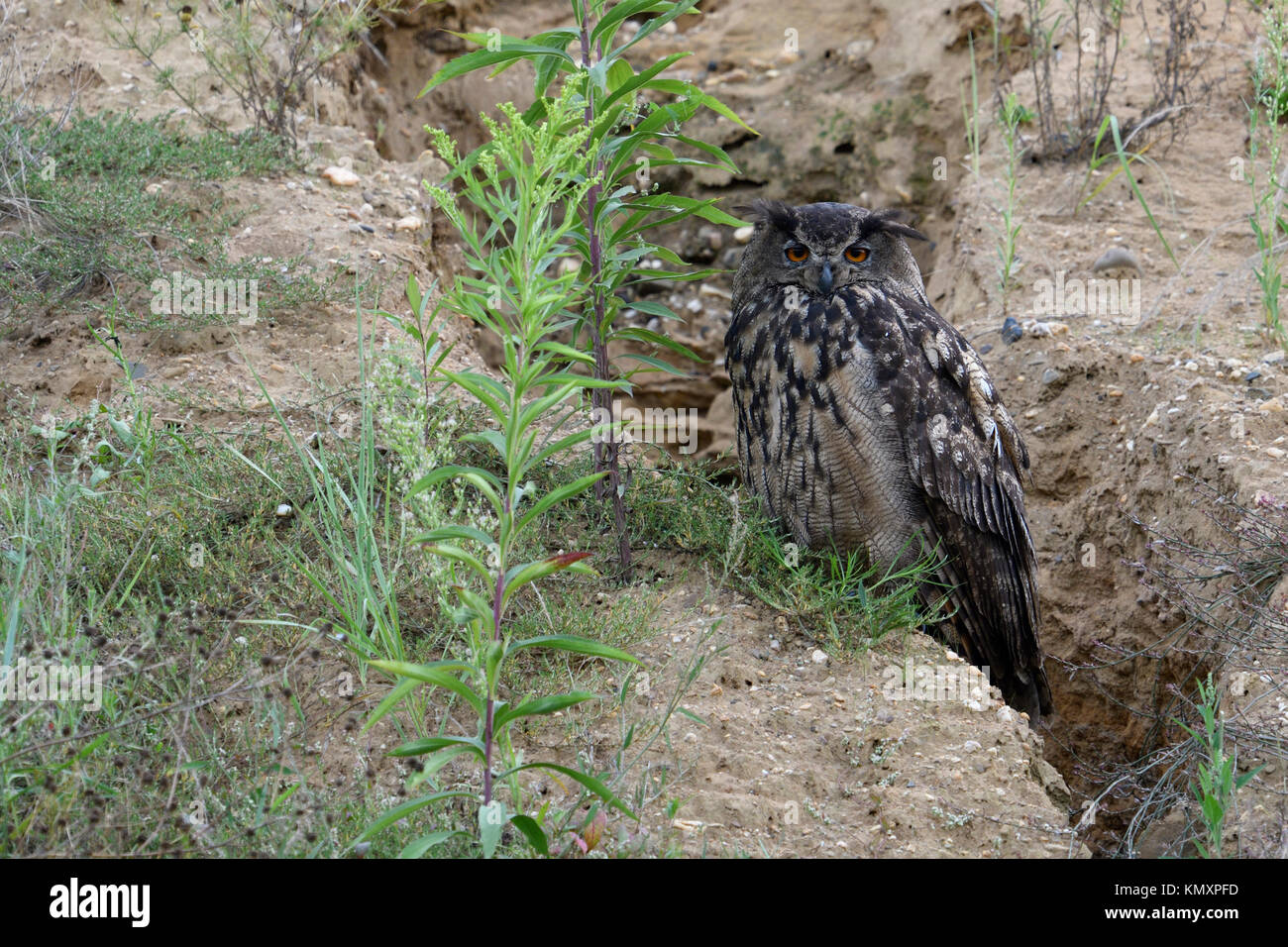 Eurasian Eagle Owl / Europaeischer Uhu ( Bubo bubo ), adult bird, sitting in the slope of a gravel pit, well camouflaged, wildlife, Europe. Stock Photo