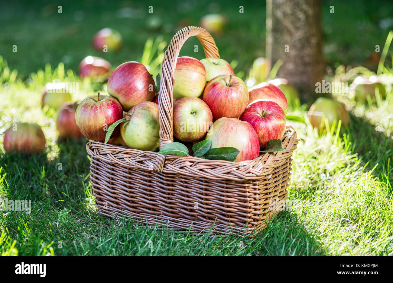 Apple harvest. Ripe red apples in the basket on the green grass Stock ...