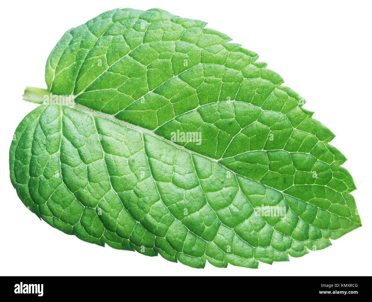 Perfect spearmint leaf or mint leaf isolated on white background Stock