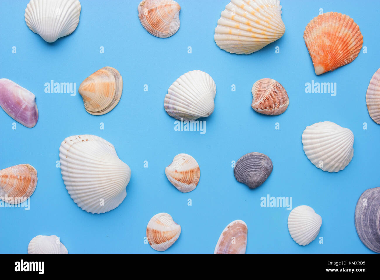 Sea shells on blue background. shell texure Stock Photo - Alamy