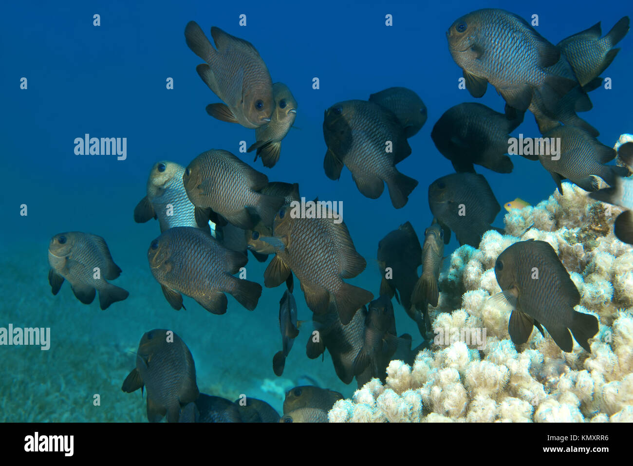 school of Grey Humbug (Dascyllus marginatus) swims near coral reef Stock Photo