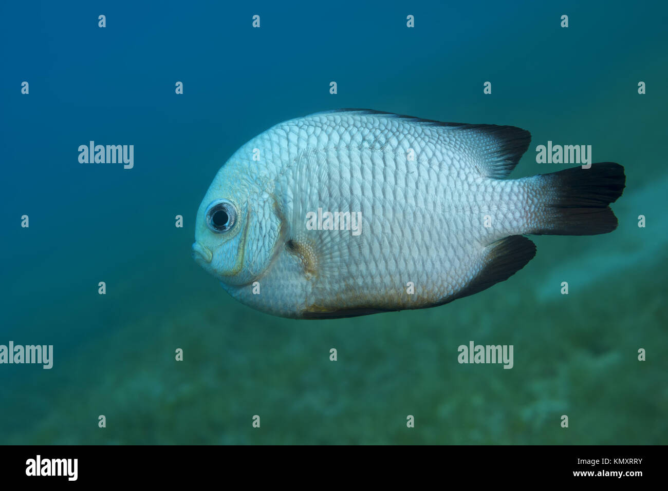 Grey Humbug (Dascyllus marginatus) floats above sea grass Stock Photo