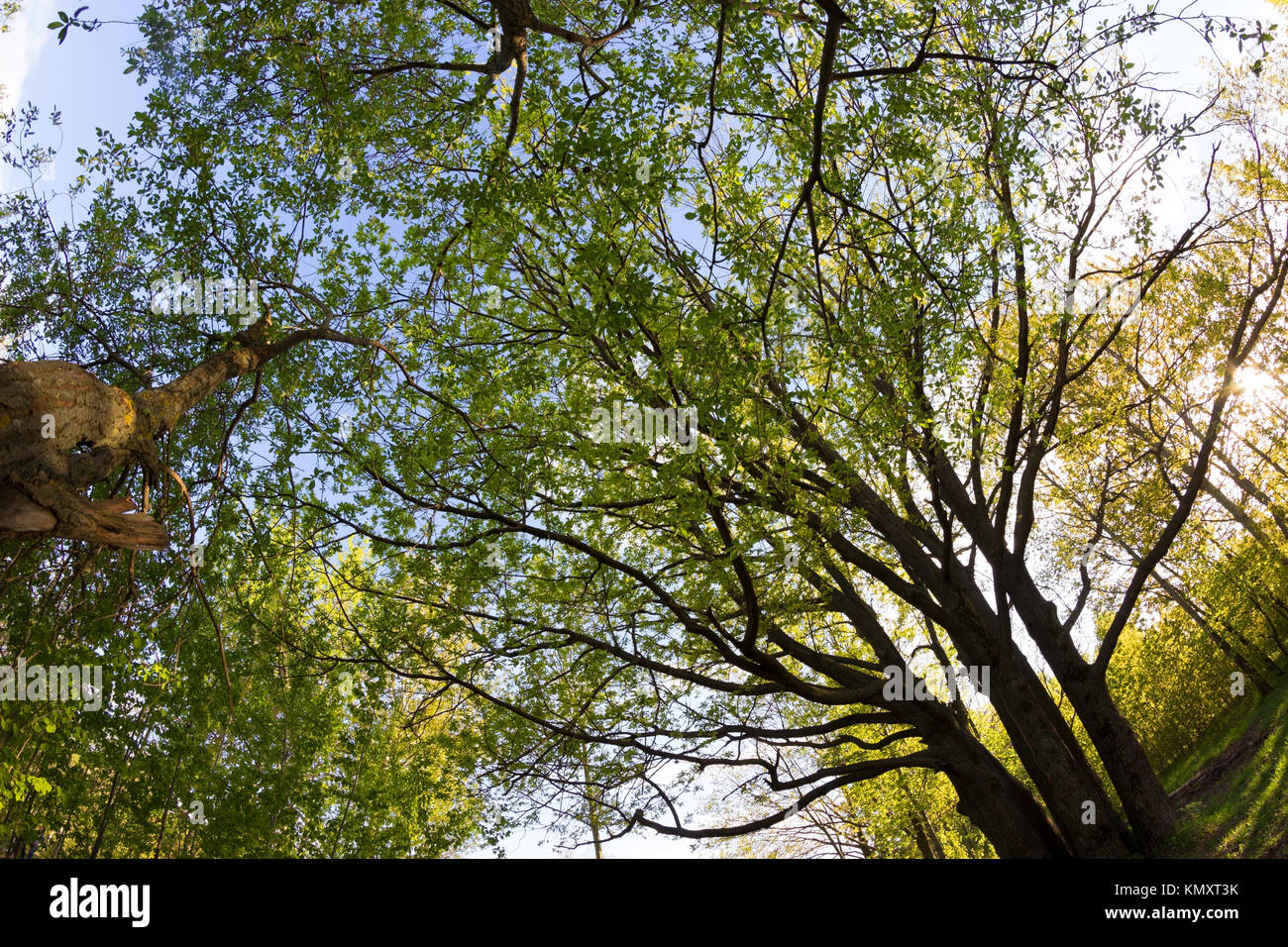 green forest in spring. sunlight. fisheye lens Stock Photo