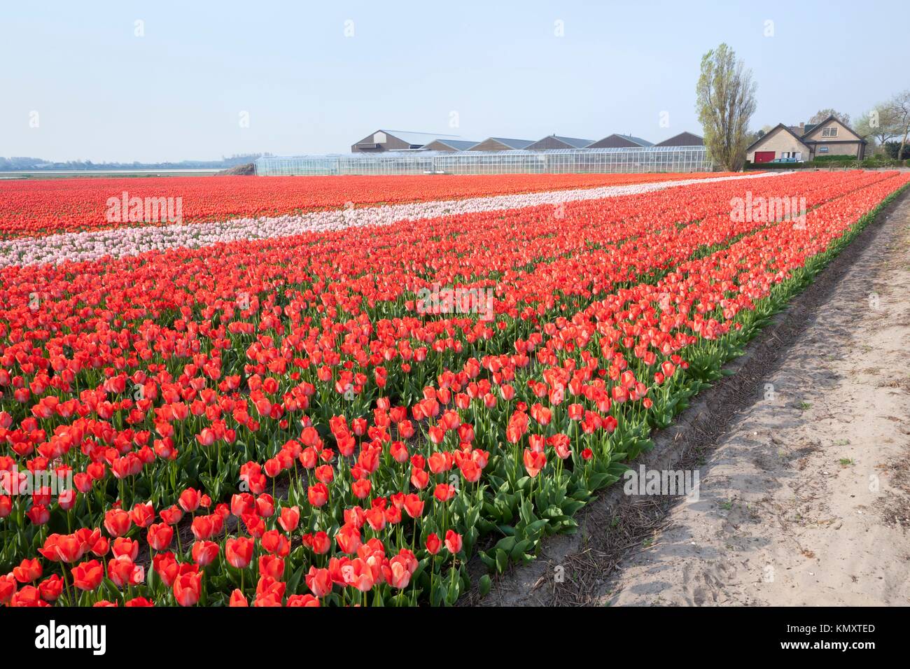 Dutch Tulip fields in springtime Stock Photo - Alamy