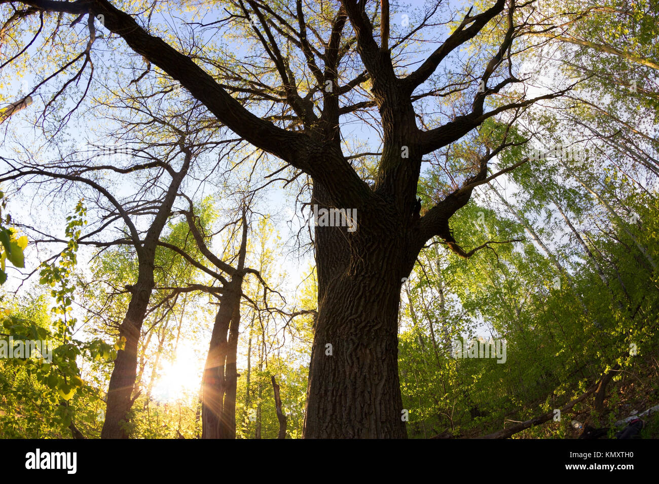 Forest canopy fisheye hi-res stock photography and images - Alamy