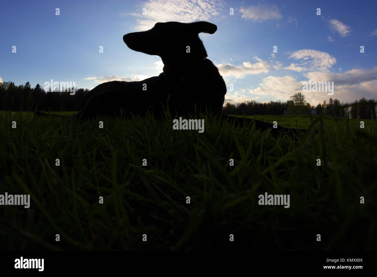 black dog lay in green grass. spring Stock Photo Alamy