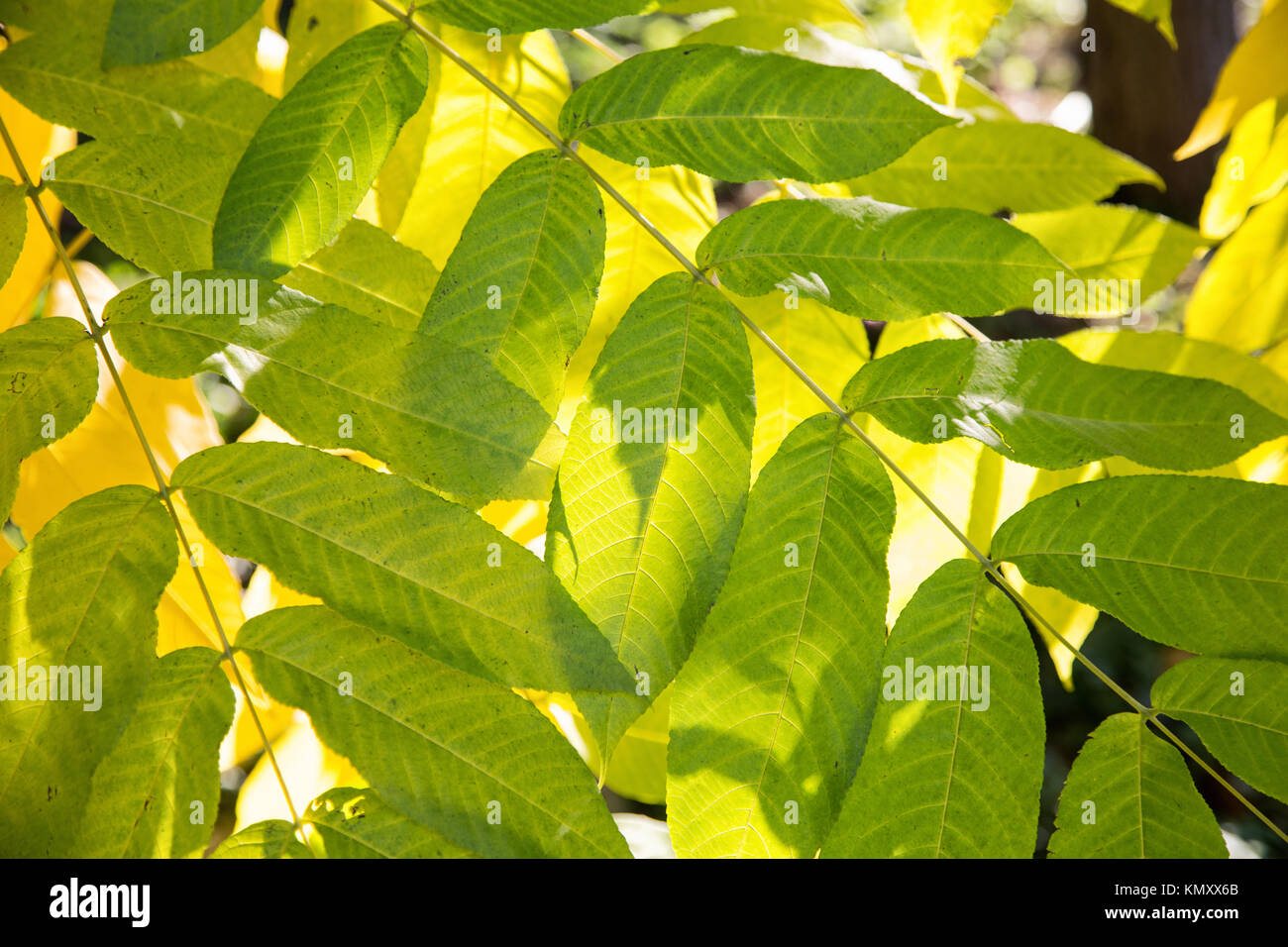 Manchurian walnut close-up in the autumn afternoon Stock Photo