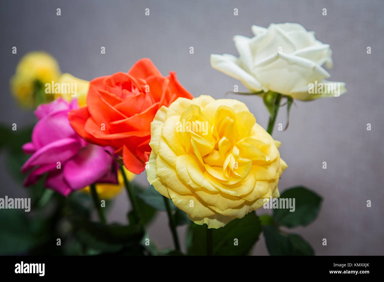 bouquet of colorful roses close-up on a gray background Stock Photo
