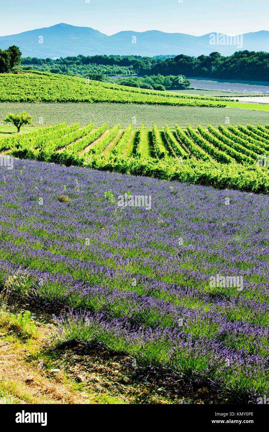 Vineyards lavender hires stock photography and images Alamy