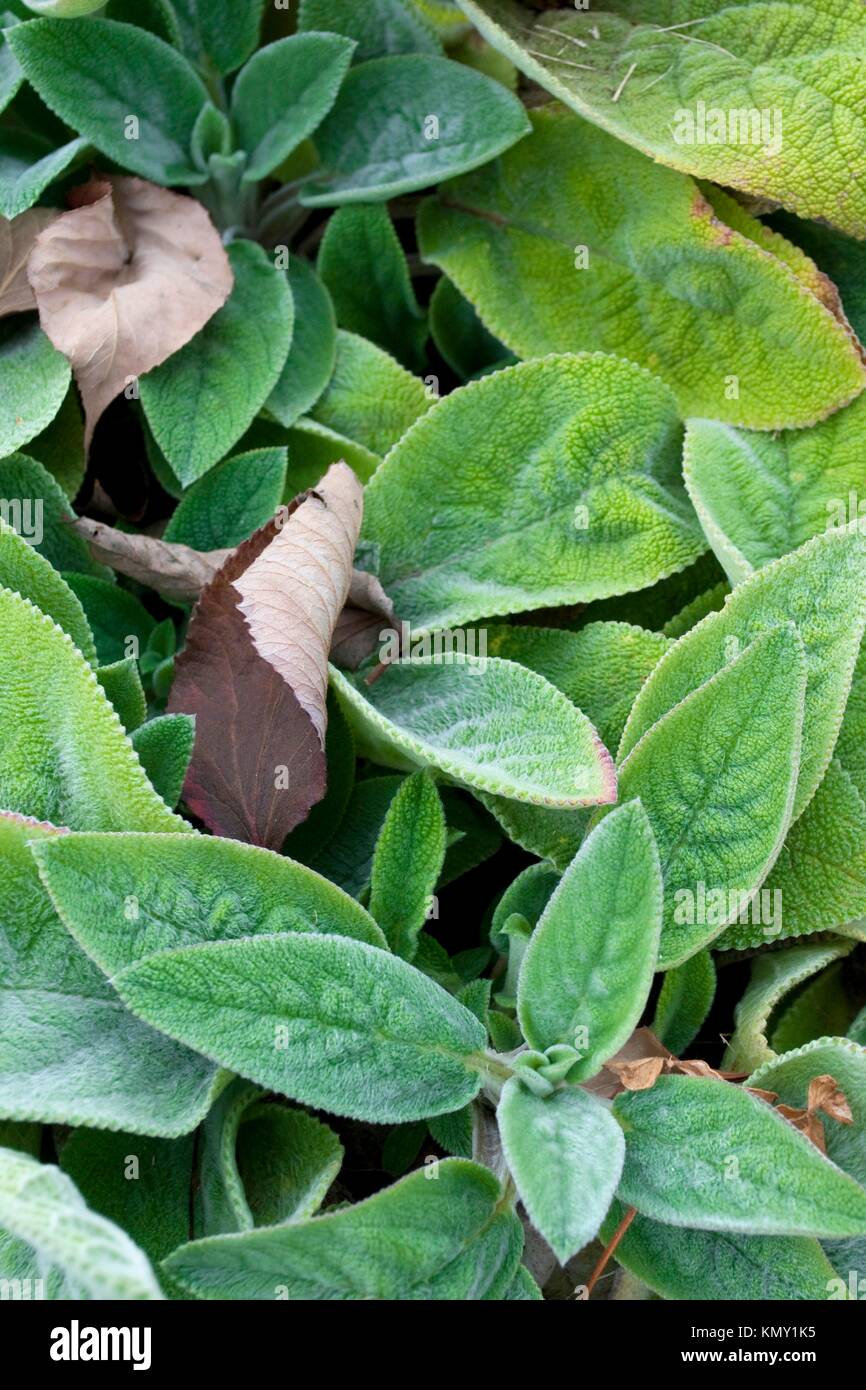 A Sage plant in the Fall before going dormant Stock Photo Alamy