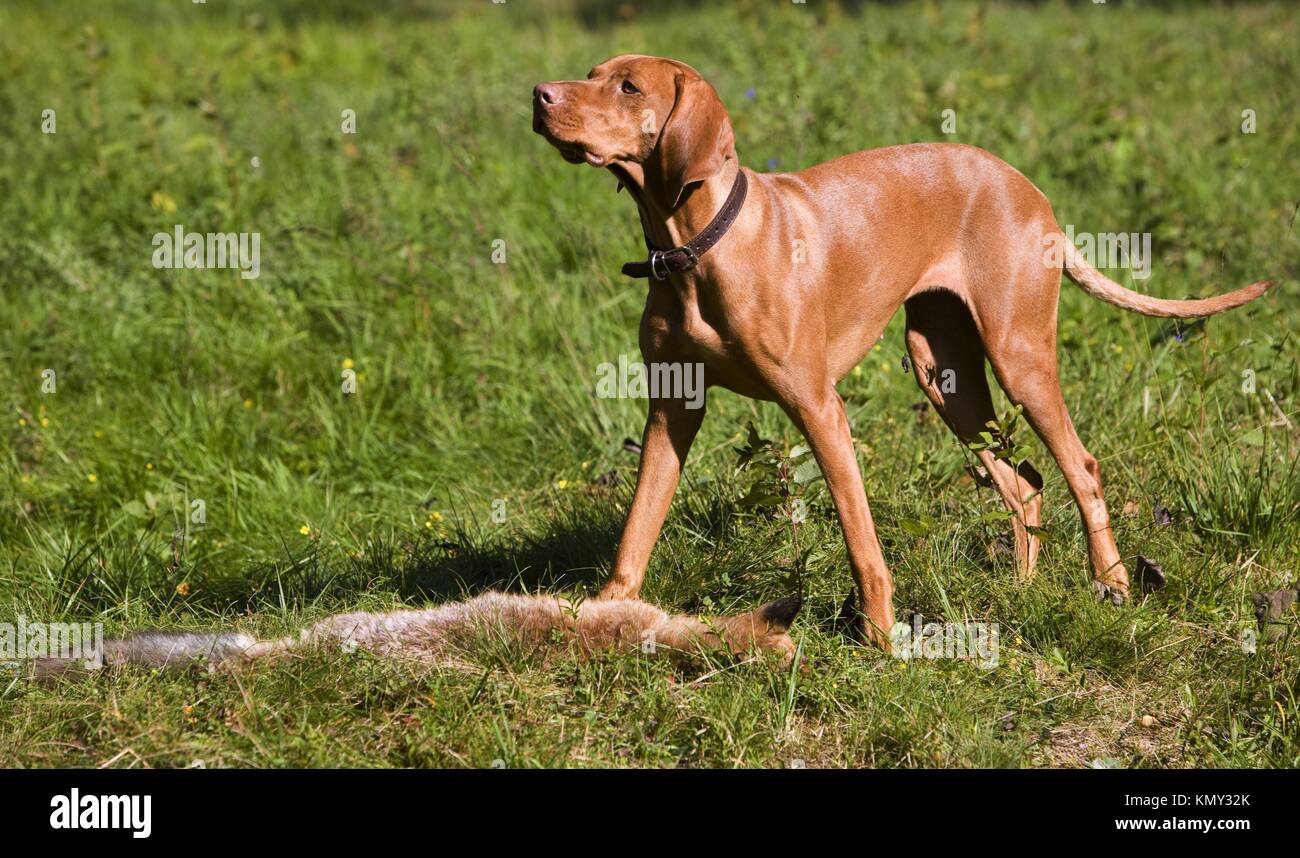 hunting dog with a catch Stock Photo Alamy