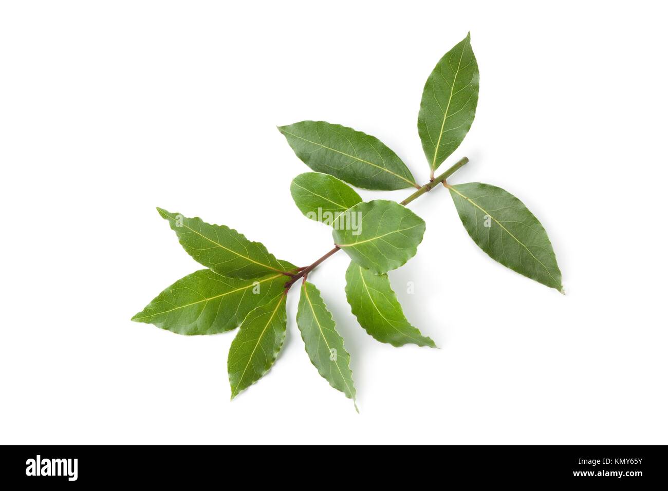 Branch of fresh bay leaves isolated on white background Stock Photo Alamy