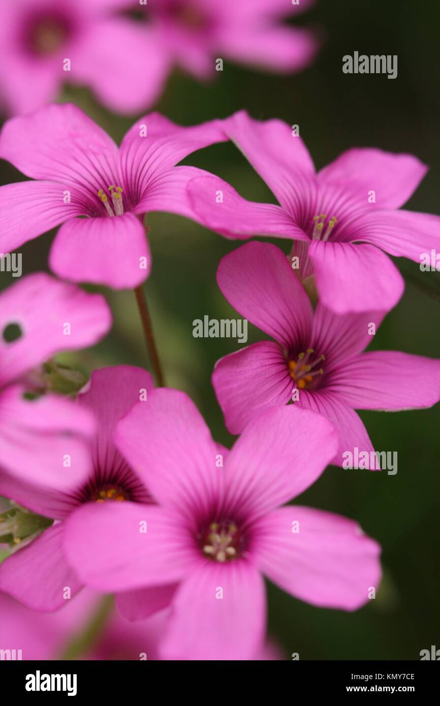oxalis articulata est une plante vivace basse souvent rampante Fam:oxalidacées Les fleurs en fascicule ombelliforme sont de couleur rose Stock Photo