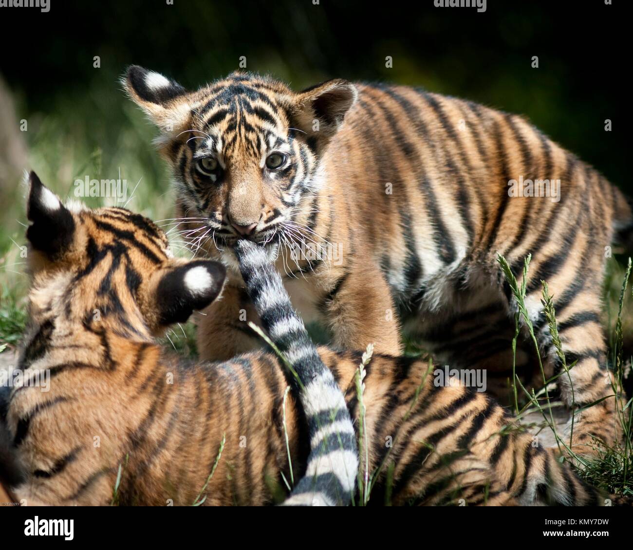 Newborn Tiger Cub in the Zoo. Stock Image - Image of danger, striped:  164568867