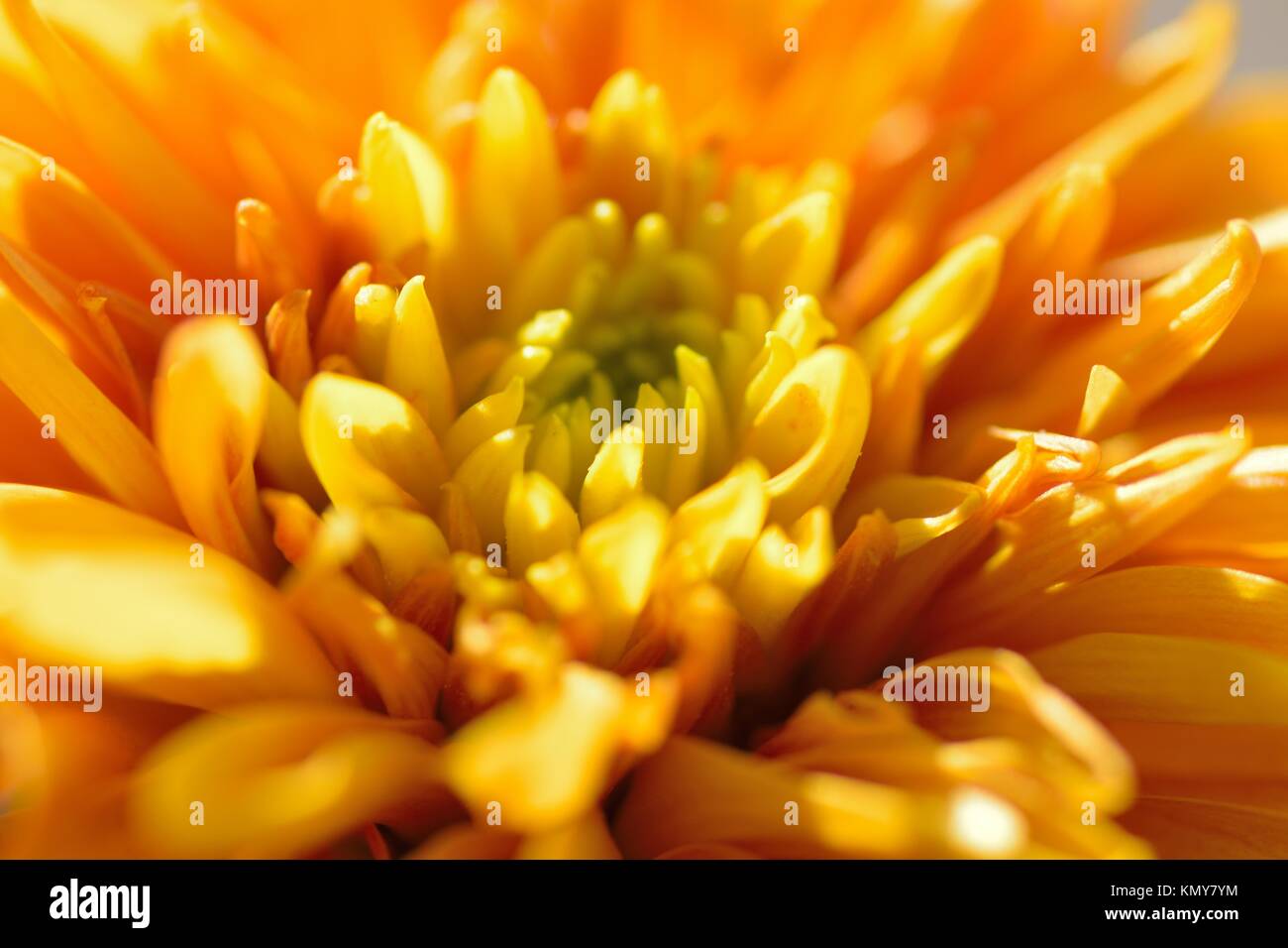 Macro texture of orange colored Dahlia flower petals in horizontal frame Stock Photo