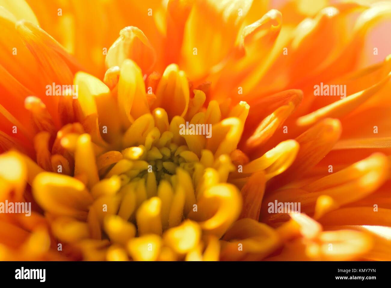 Macro texture of orange colored Dahlia flower petals in horizontal frame Stock Photo