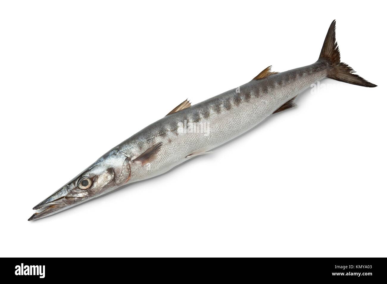 Whole single fresh Barracuda fish on white background Stock Photo - Alamy