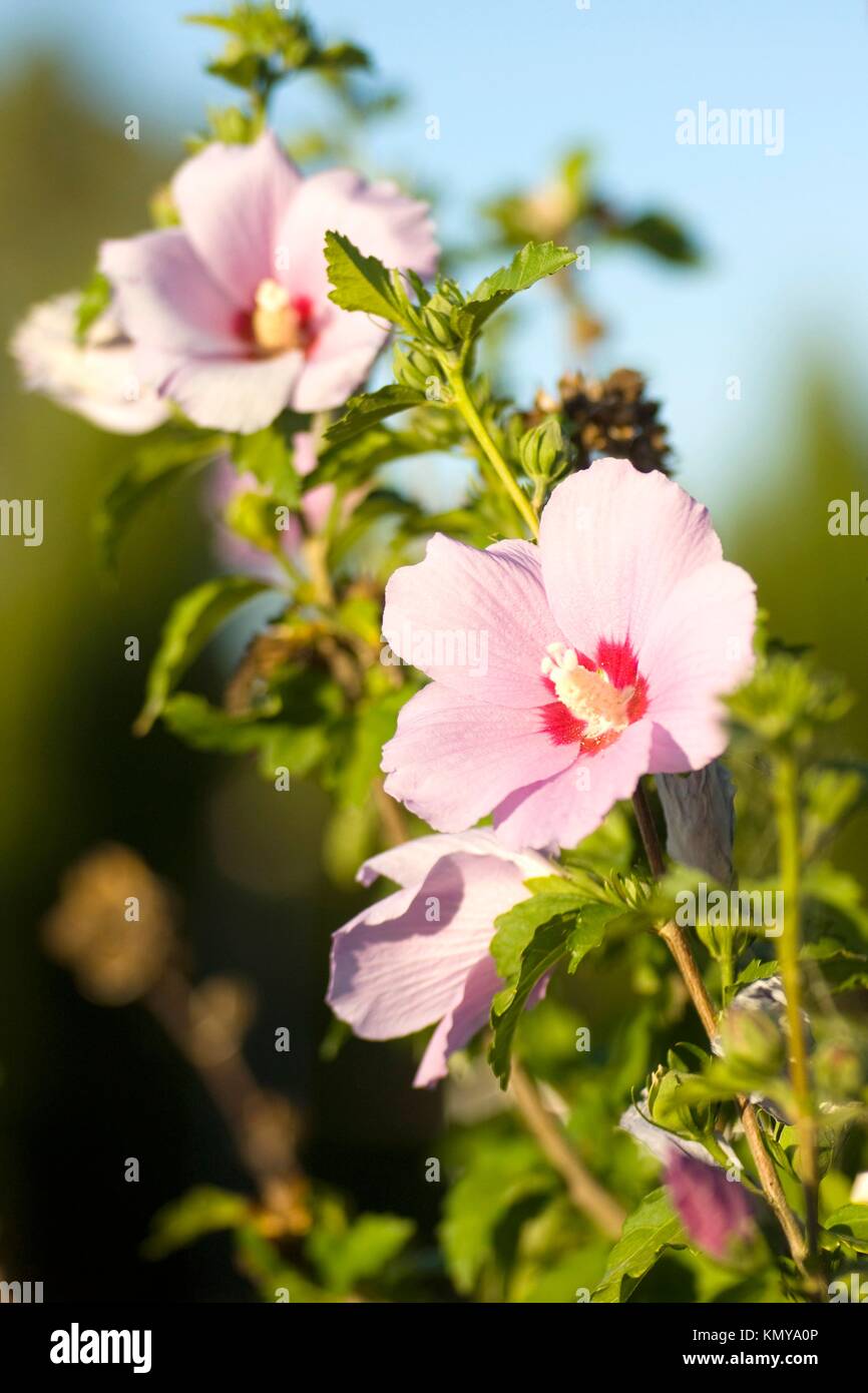 Pink Rose of Sharon bloom with a red center, Hibiscus syriacus, Spain Stock Photo Alamy