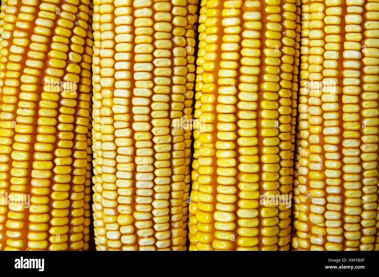 Given a set of ears lined drying up Stock Photo Alamy