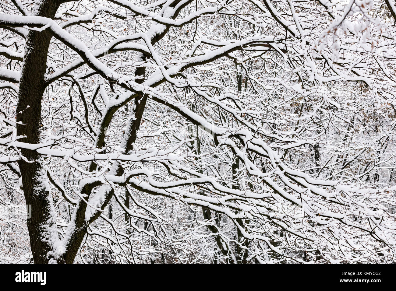 snow covered tree branches. winter background with snowy trees Stock