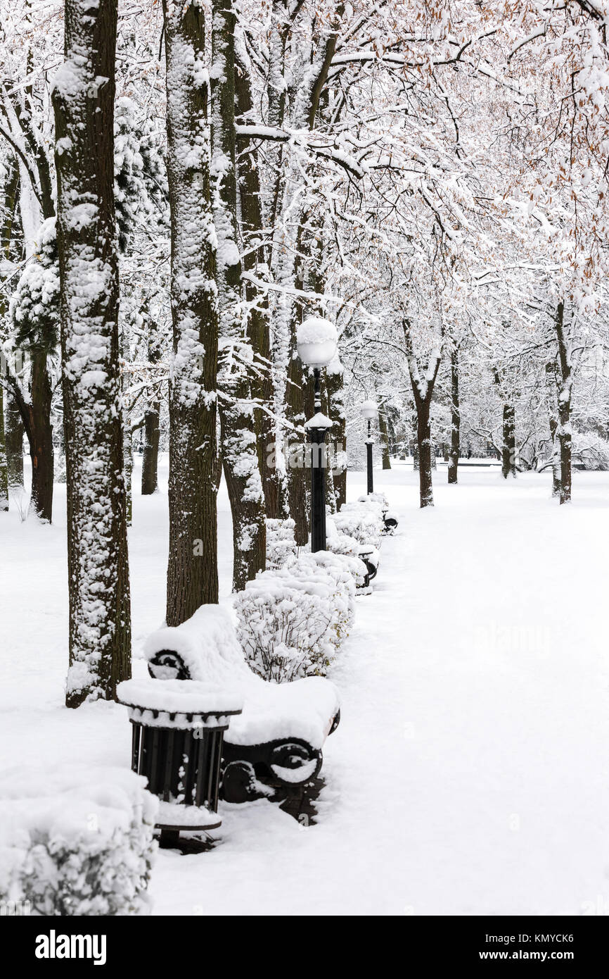 park benches and bushes covered in thick layer of snow Stock Photo - Alamy