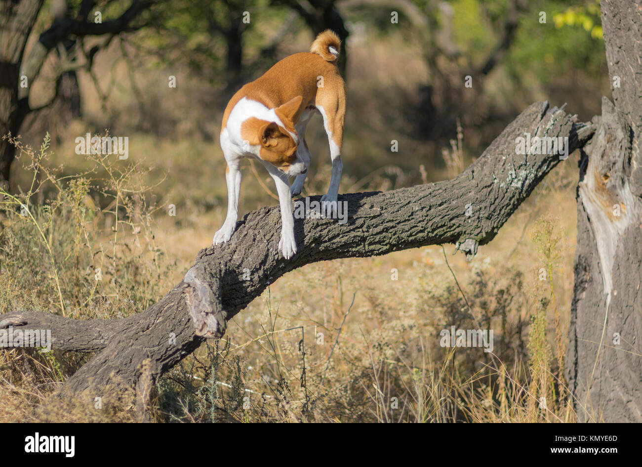 Wild Basenji dog walking on a broken branch of nearest tree Stock Photo
