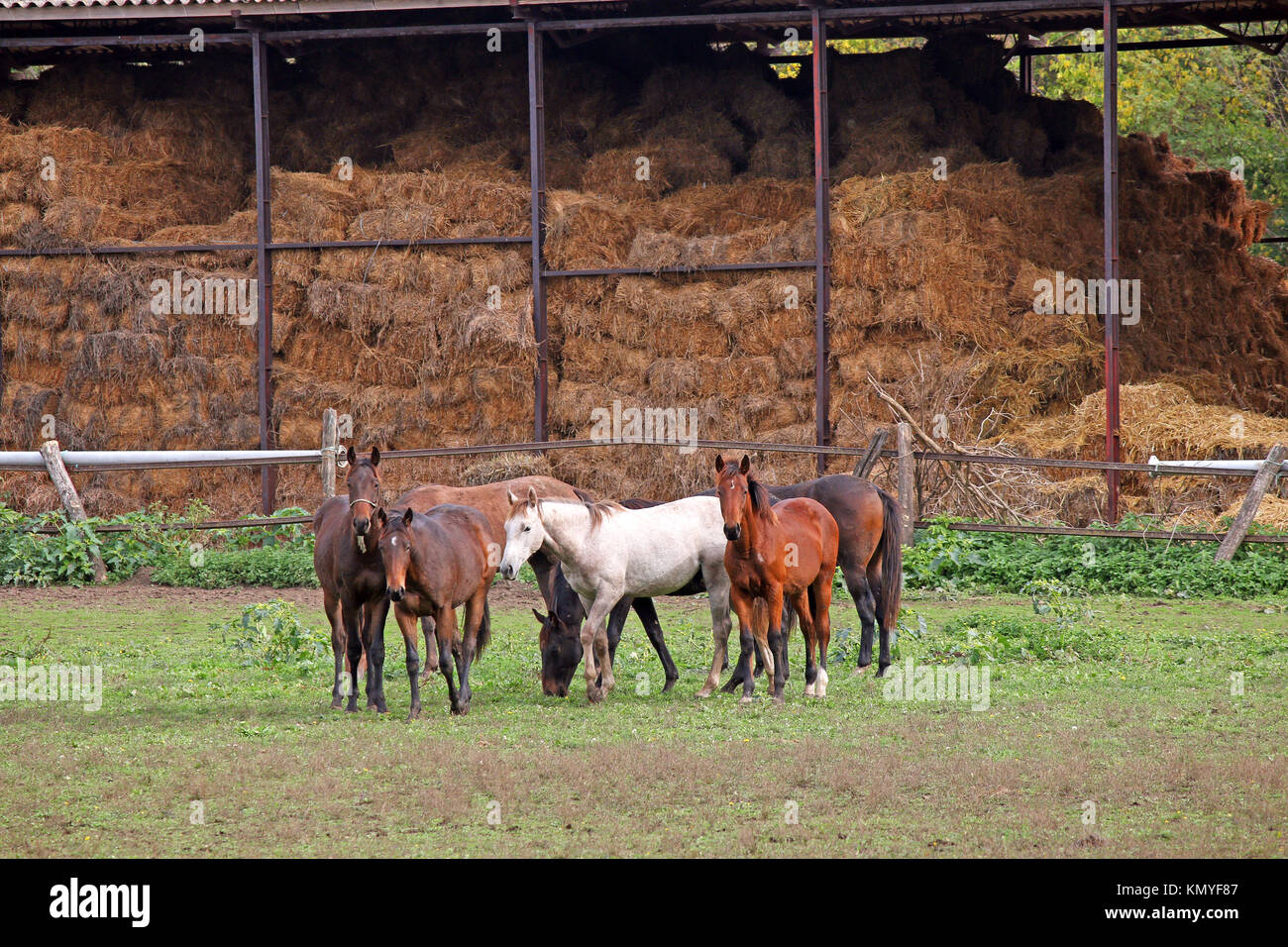 horses on farm Stock Photo - Alamy