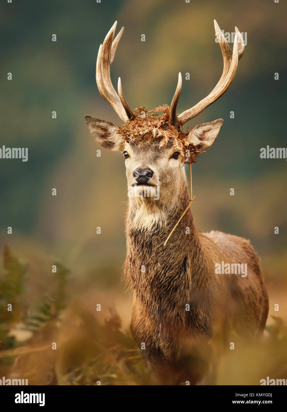 Isolated young red deer stag with a crown during the rutting season in autumn Stock Photo