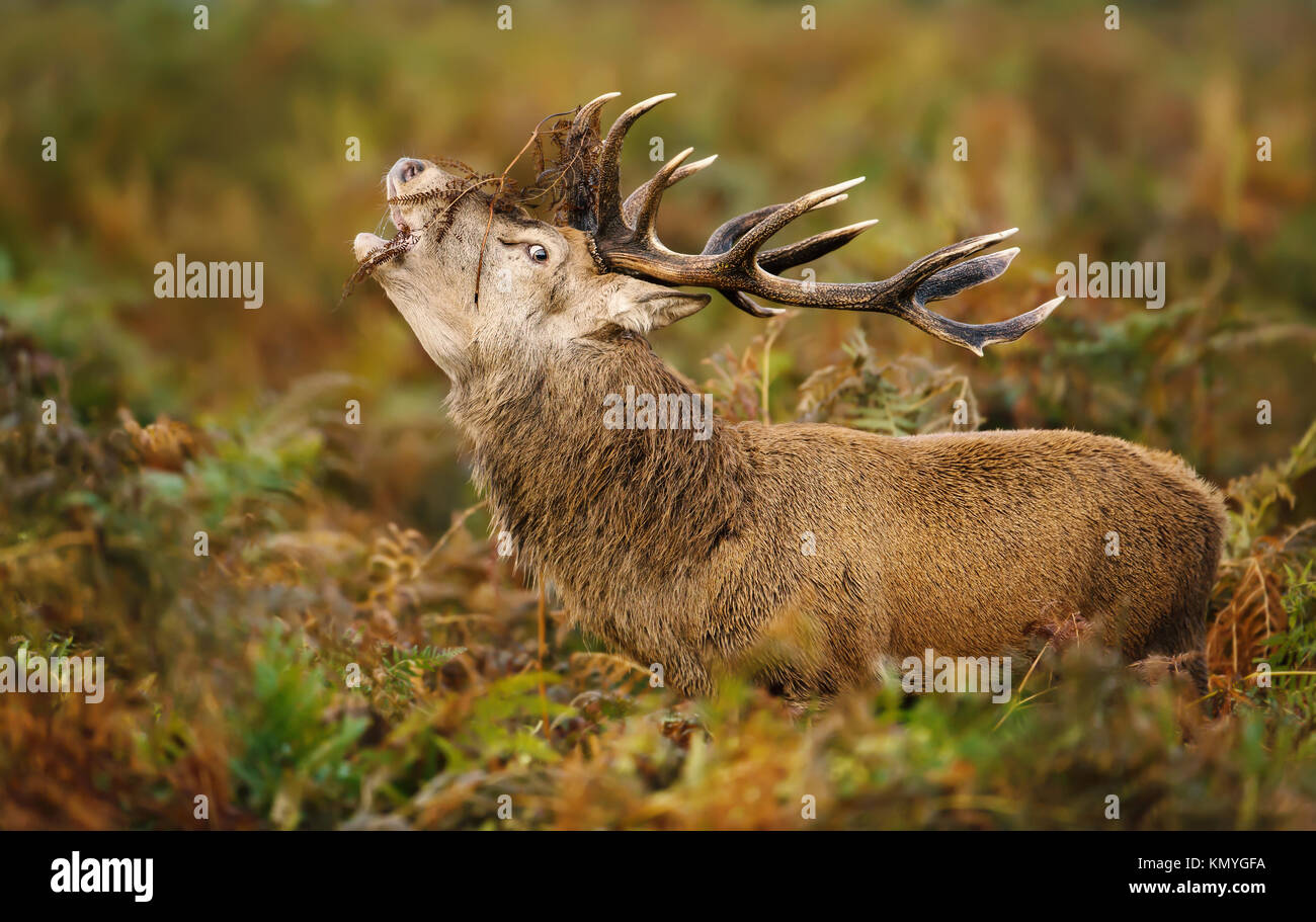 Red deer stag bellowing during the rut in autumn, UK. Stock Photo
