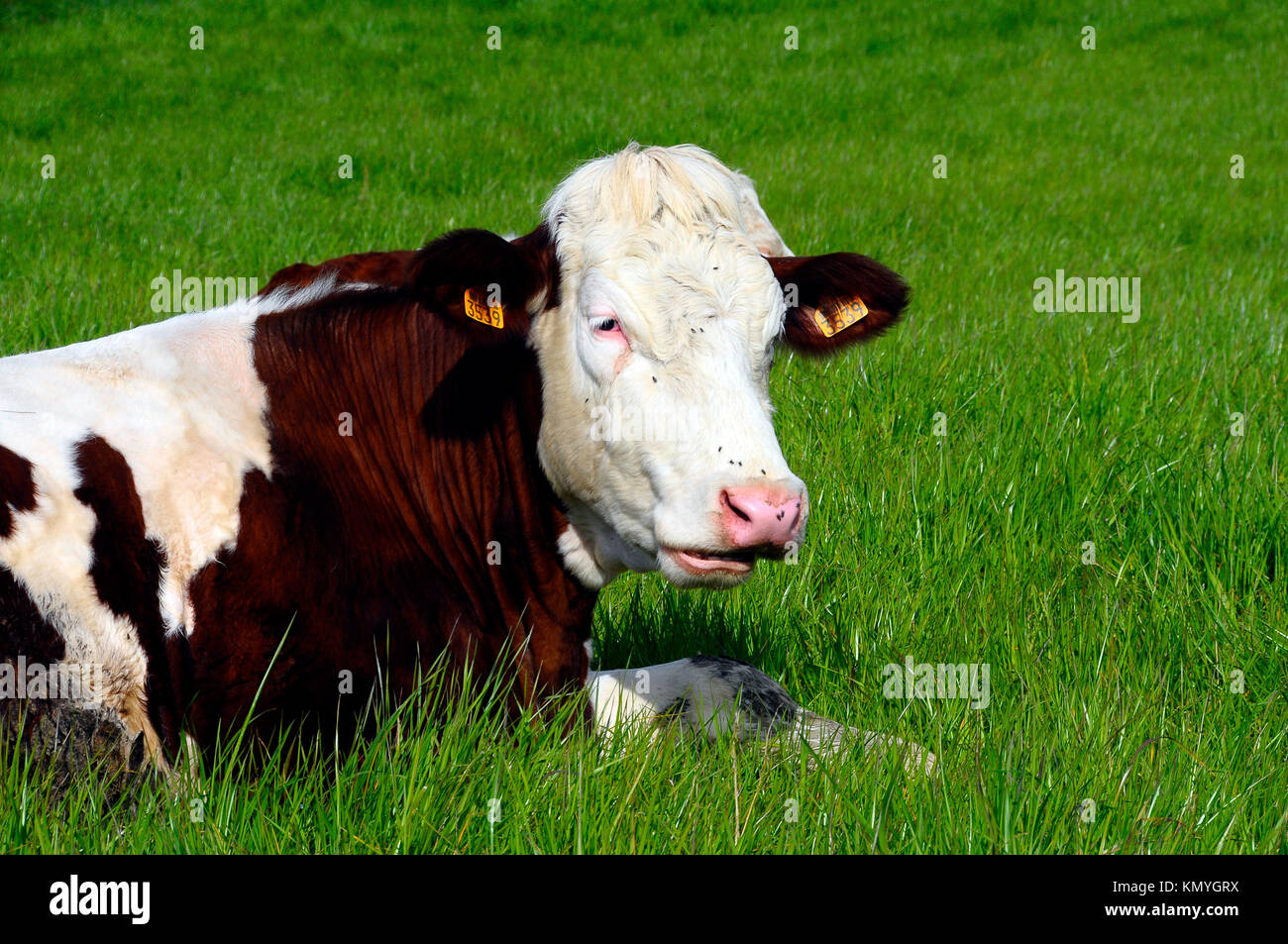 Abondance cow in green field, Savoy, France Stock Photo