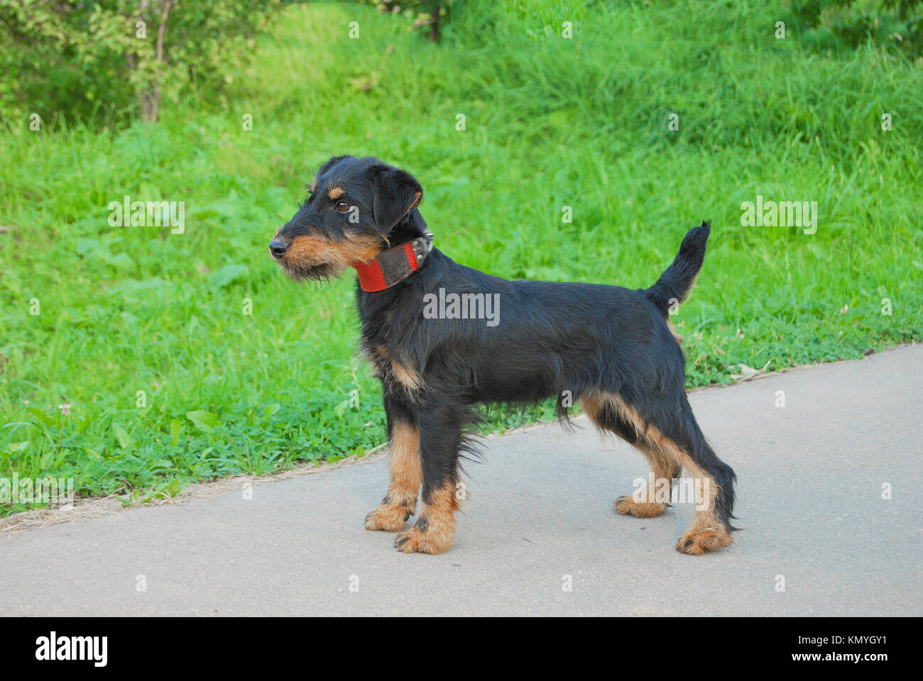 Young dog breeds German hunting terrier (jagdterrier) on a background of green grass. Side view. Stock Photo
