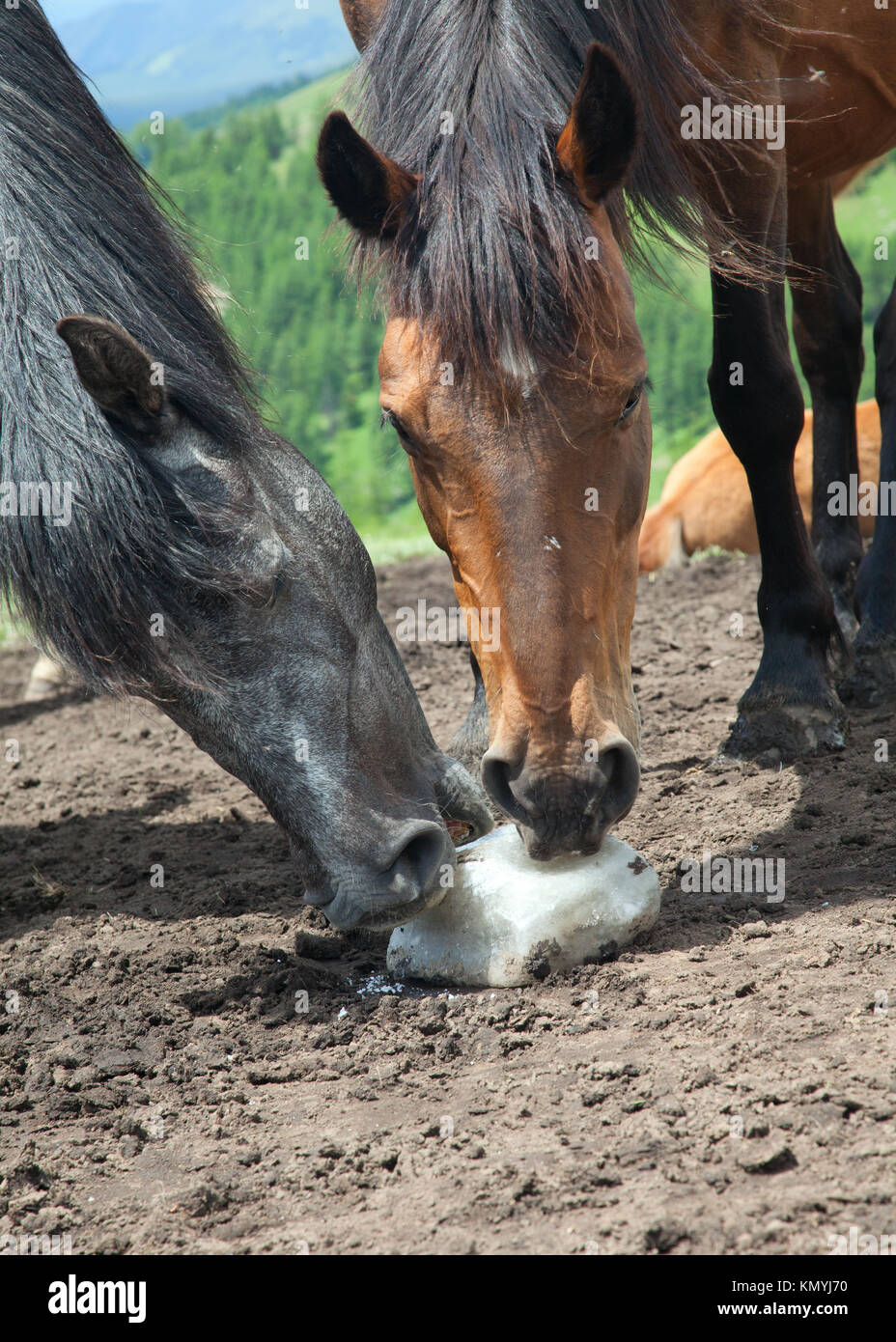 Horse licking rock salt on hires stock photography and images Alamy