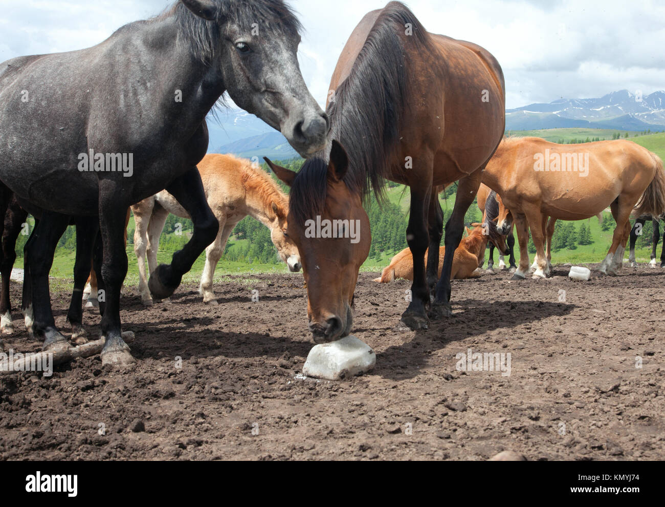 Horse lick foal hires stock photography and images Alamy