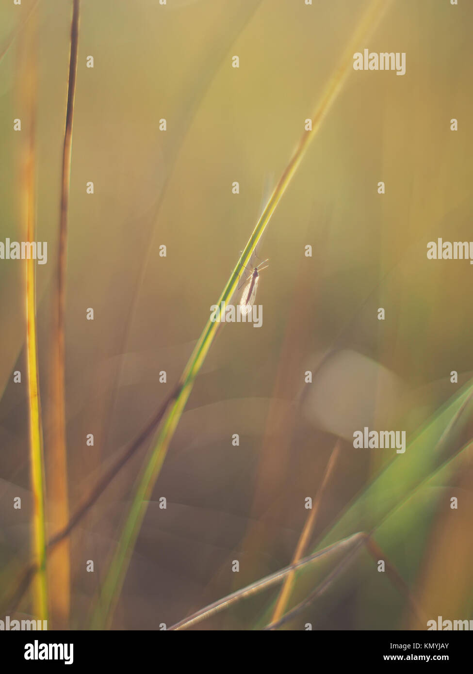 an insect on a blade of grass in the forest Stock Photo - Alamy