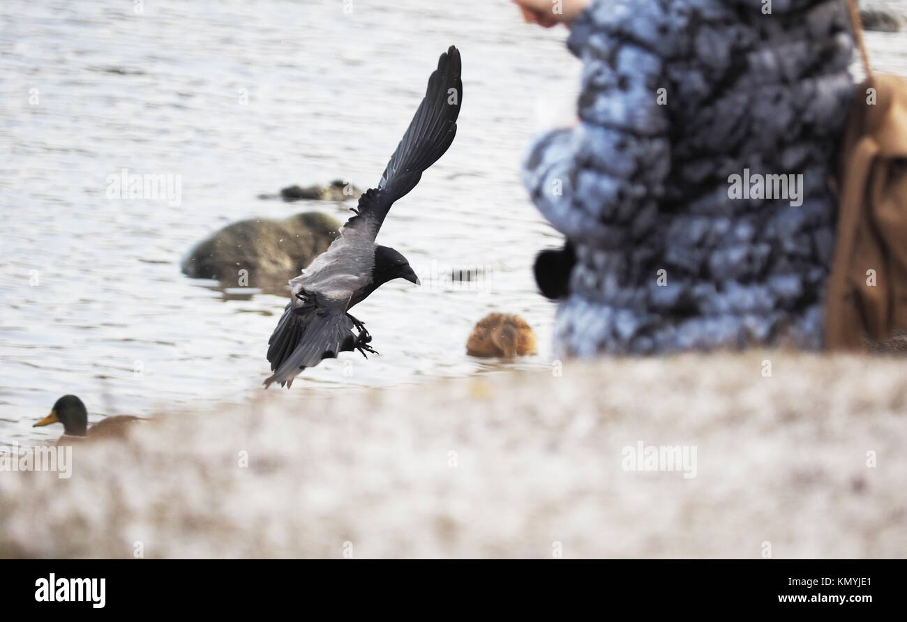 raven in flight Stock Photo - Alamy