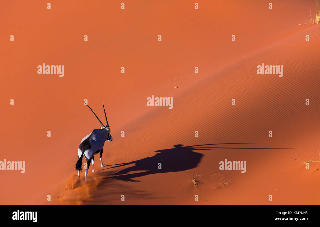 Gemsbok or gemsbuck (Oryx gazella), Namib Desert, Namibia, Africa Stock