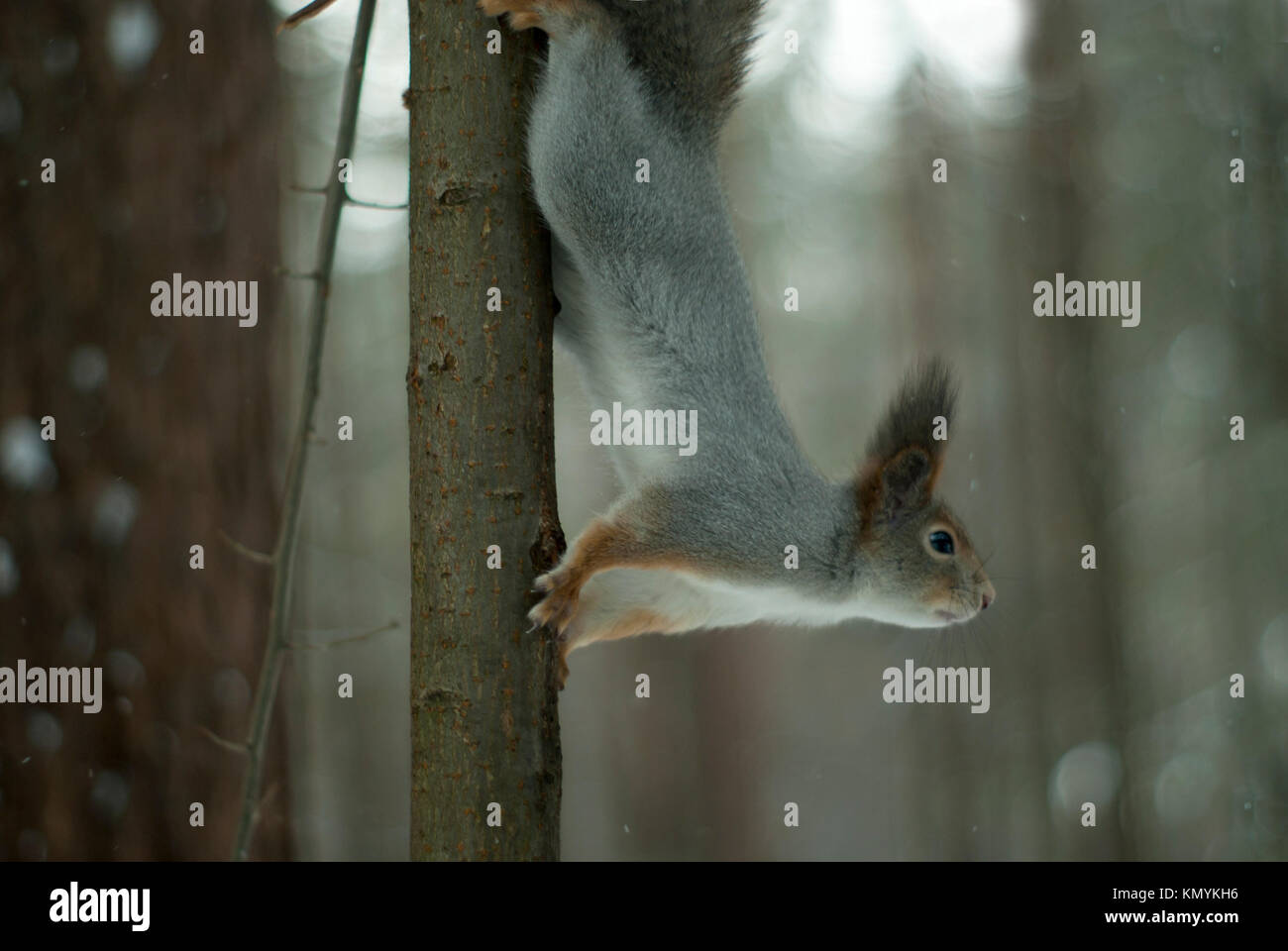 Eurasian red squirrel in grey winter coat with ear-tufts prepares to jump, descending headlong over a thin tree against the background of a blurred wi Stock Photo