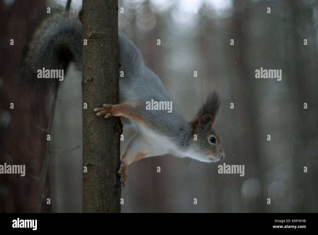 Eurasian red squirrel in grey winter coat with ear-tufts is about to jump, descending headlong over a thin tree against the background of a blurred wi Stock Photo
