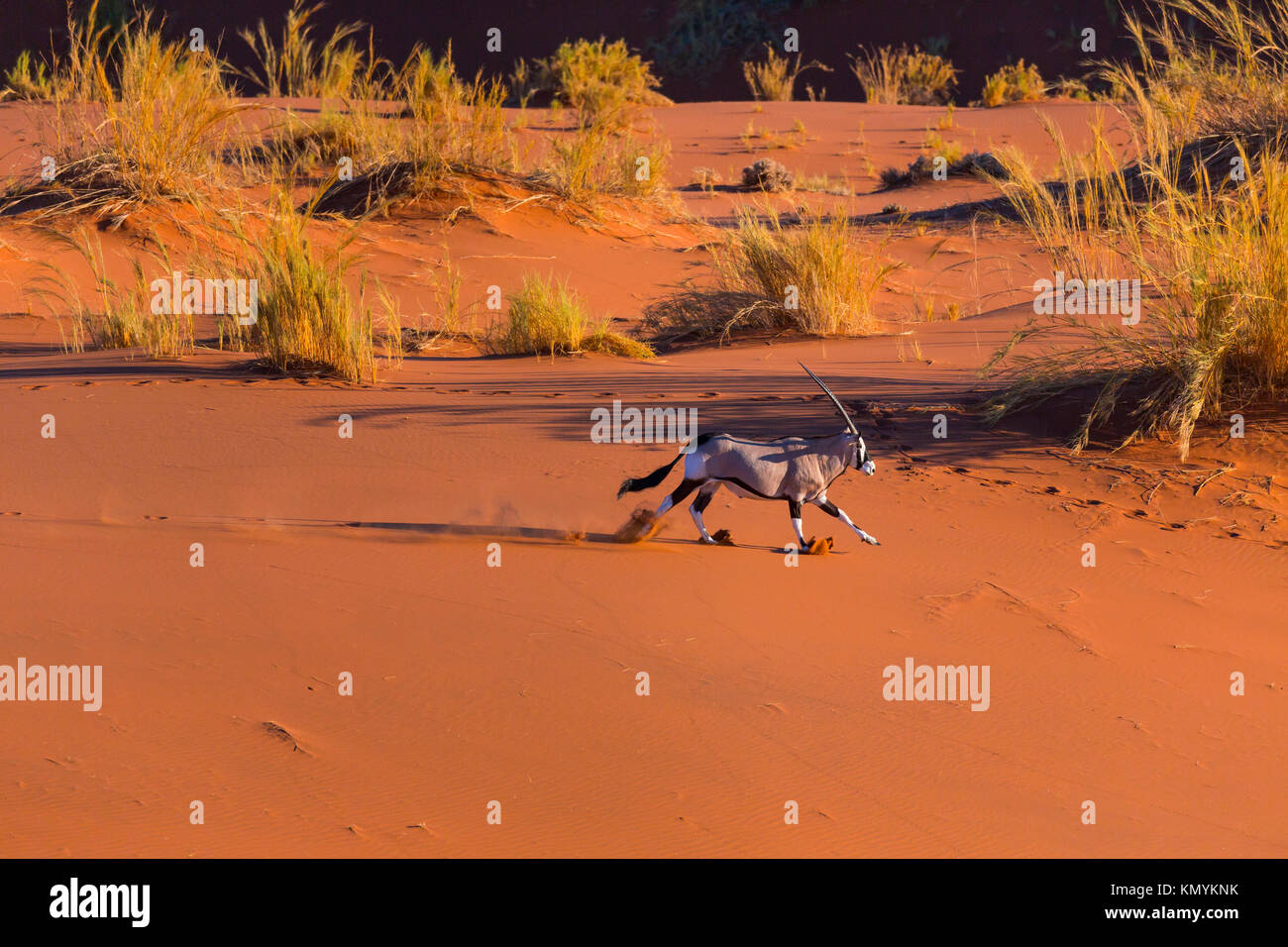 Gemsbok or gemsbuck (Oryx gazella), Namib Desert, Namibia, Africa Stock ...