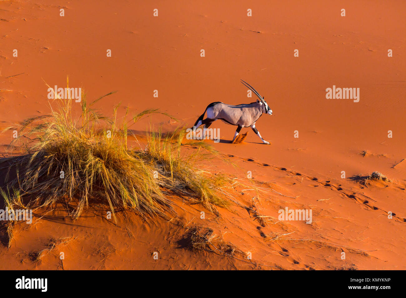 Gemsbok or gemsbuck (Oryx gazella), Namib Desert, Namibia, Africa Stock