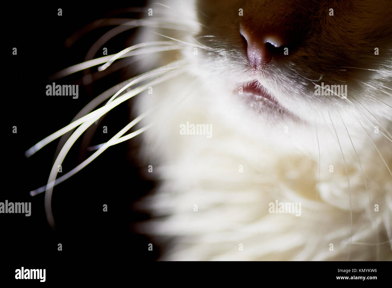 Fluffy white cat. Nose with moustache close. Pet. The smell of cats