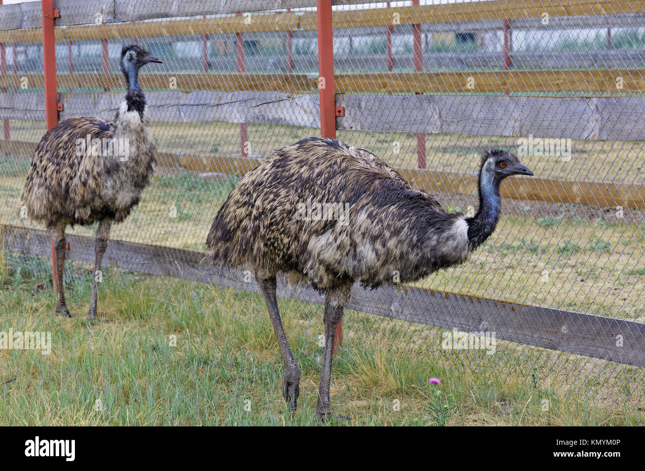 Emu Farm in their growing in Siberia, Russia Stock Photo