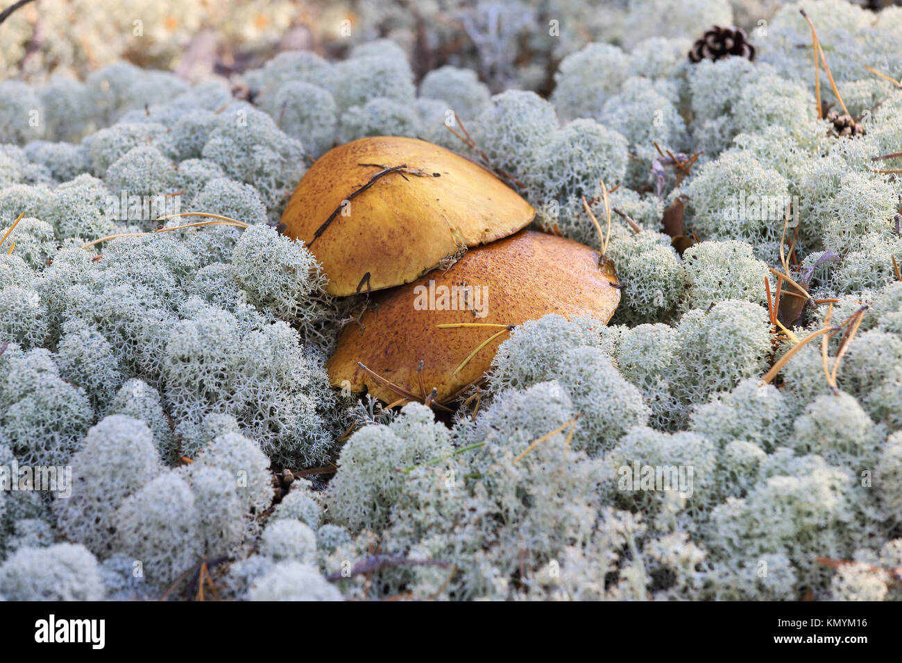 The natural landscape - wild mushrooms growing in the forest of moss Stock Photo
